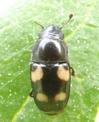 Glischrochilus sp.