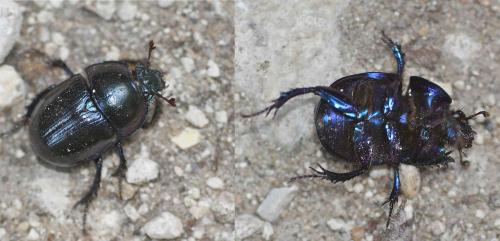 Anoplotrupes stercorosus