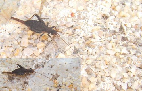 Arachnocephalus vestitus