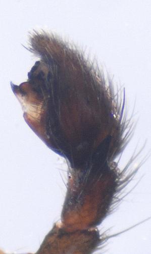 Zelotes atrocaeruleus