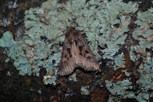 Trigonophora jodea