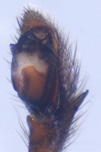 Zelotes atrocaeruleus