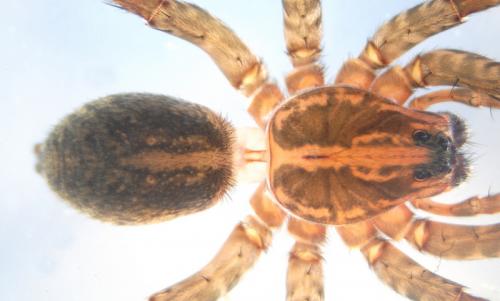 Trochosa hispanica