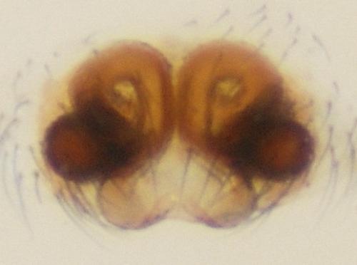 Gnathonarium dentatum