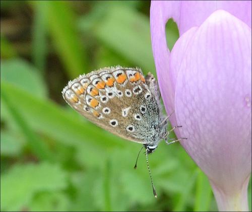 Polyommatus sp.