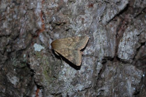 Helicoverpa armigera