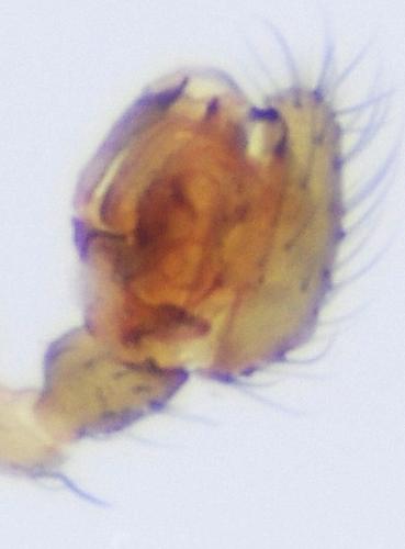Agyneta mollis