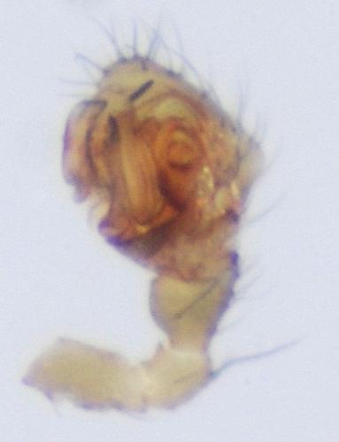 Agyneta mollis