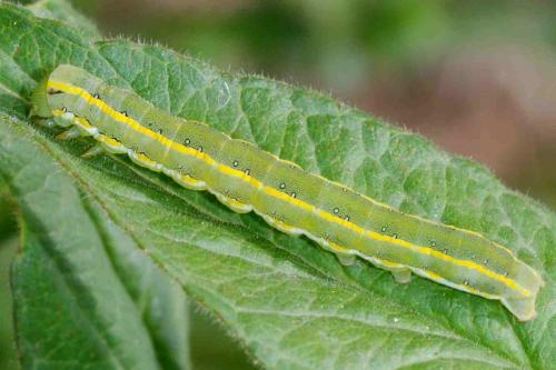Xylena exsoleta
