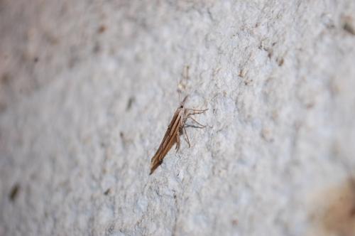 Réf. 110 062 : Ypsolopha mucronella