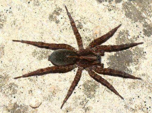 Réf. 110 315 : Trochosa hispanica
