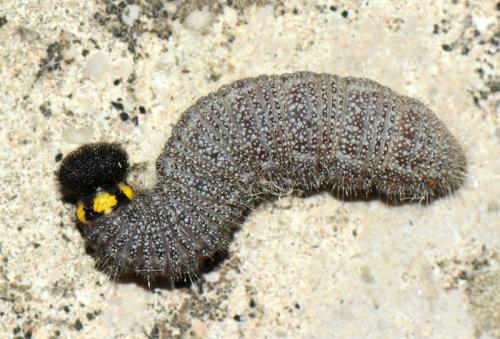 Carcharodus alceae