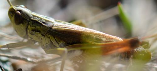 Pseudochorthippus sp.