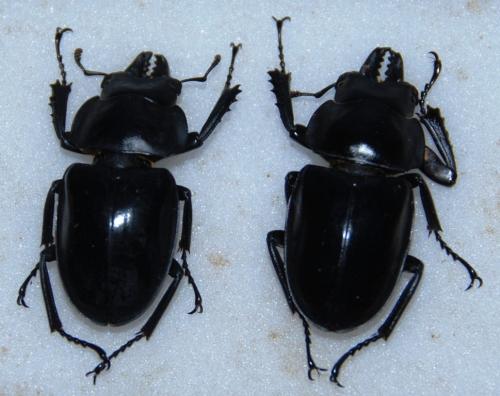 Réf. 110 434 : Neolucanus sp.