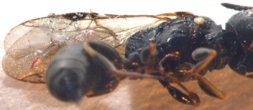 Passaloecus sp.