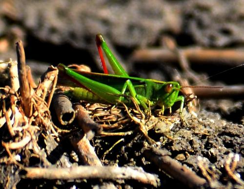 Paracinema tricolor bisignata