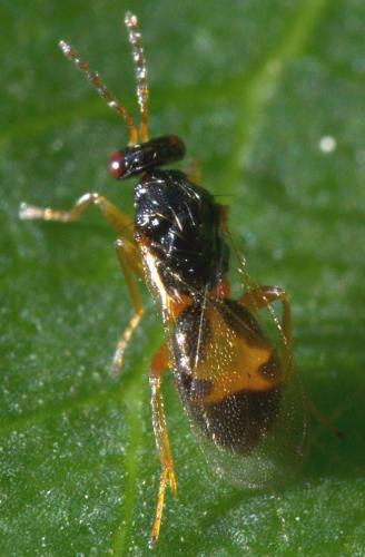 Euplectrus sp.