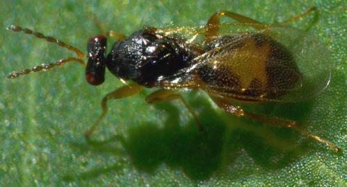 Réf. 110 129 : Euplectrus sp.