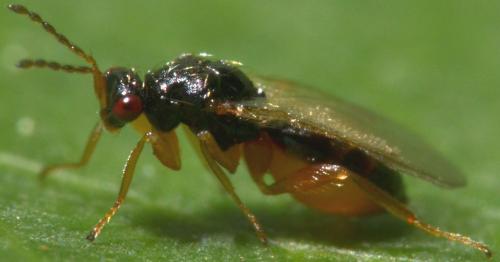 Euplectrus sp.