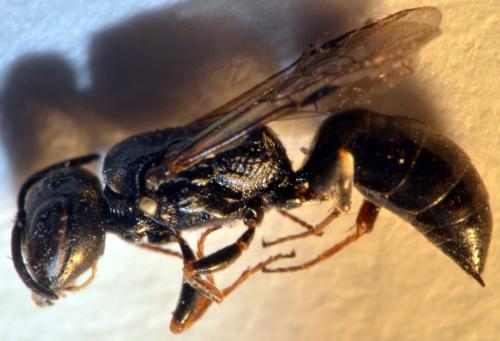 Passaloecus sp.