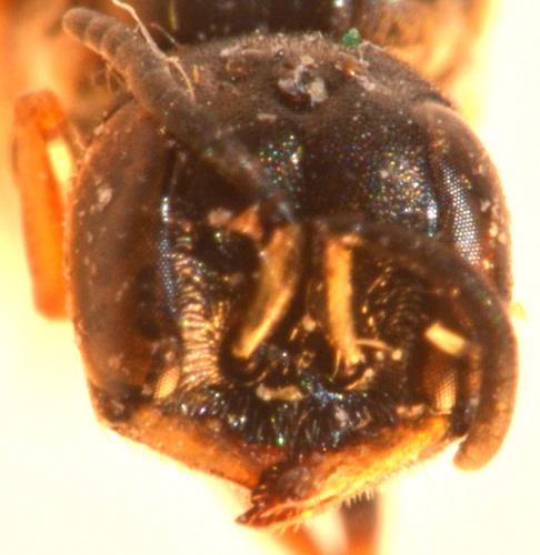 Passaloecus sp.