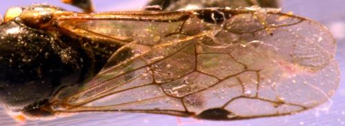 Passaloecus sp.