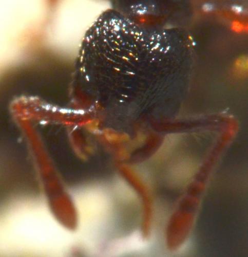Myrmecina graminicola
