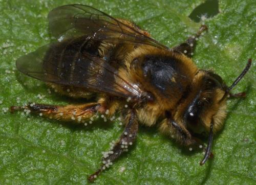 Melitta sp.