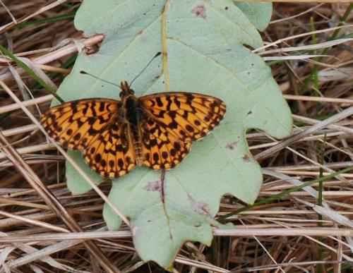 Boloria dia