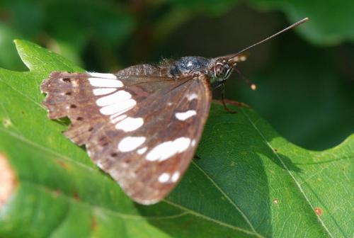 Limenitis reducta