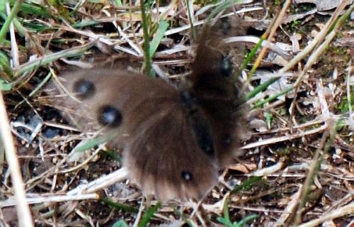 Minois dryas