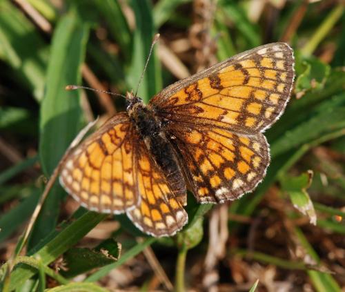 Réf. 110 289 : Melitaea parthenoides