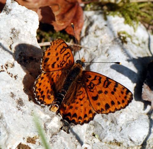 Réf. 110 283 : Melitaea didyma