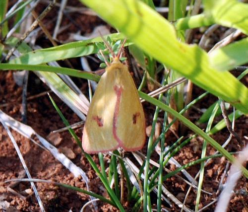Réf. 110 630 : Diacrisia sannio