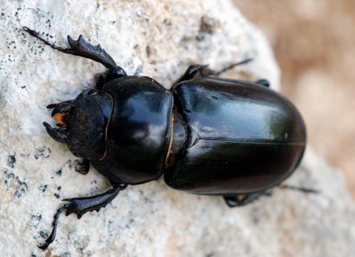 Pseudolucanus barbarossa