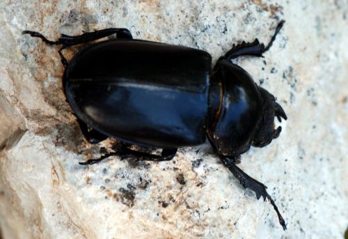Pseudolucanus barbarossa