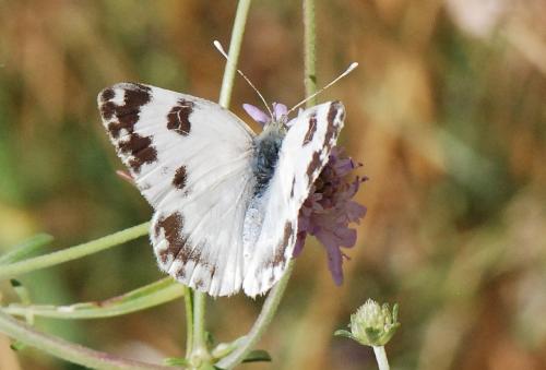 Réf. 110 253 : Pontia daplidice