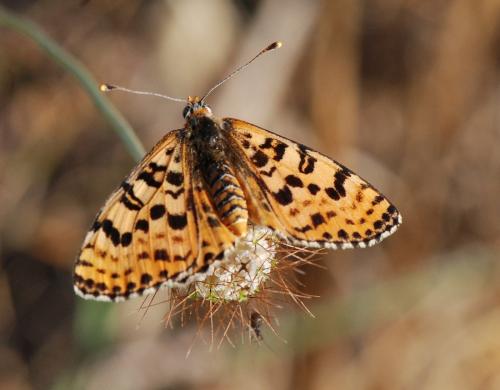 Melitaea didyma