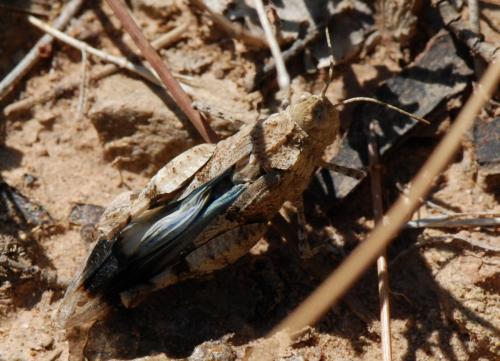 Oedipoda sp.