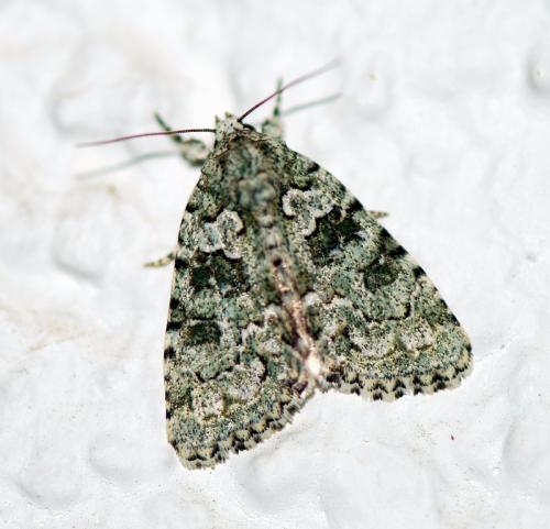 Réf. 110 285 : Nyctobrya muralis