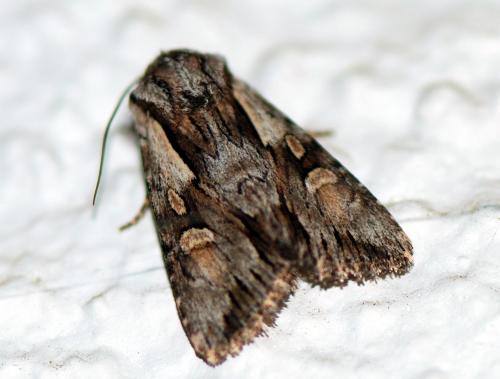Chloantha hyperici