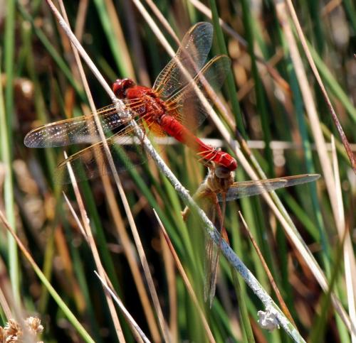 Crocothemis erythraea