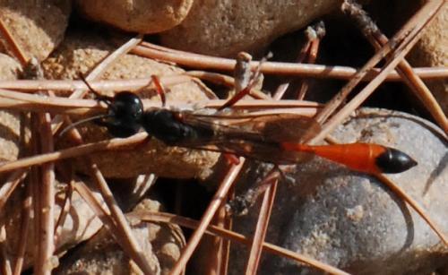 Ammophila heydeni