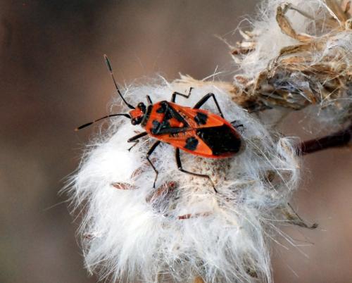 Corizus hyoscyami hyoscyami