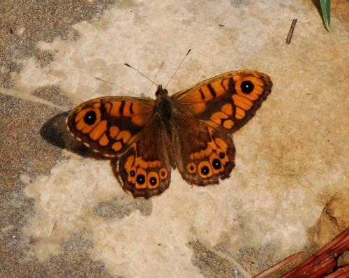 Lasiommata megera
