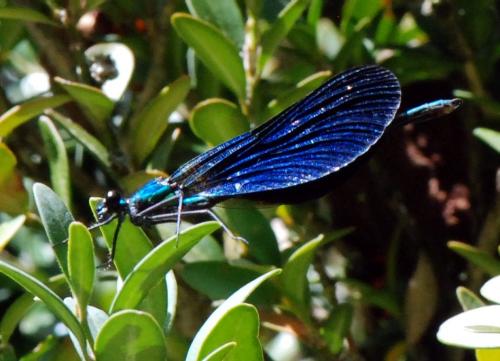 Réf. 110 642 : Calopteryx virgo