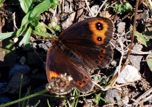 Erebia neoridas