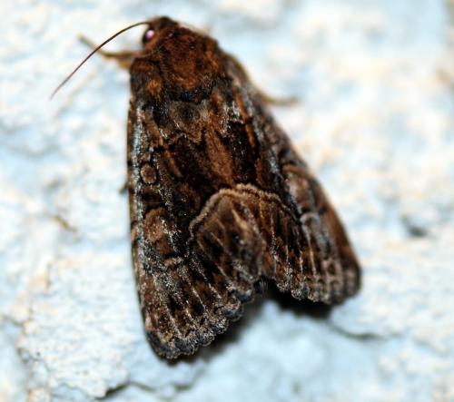 Thalpophila matura