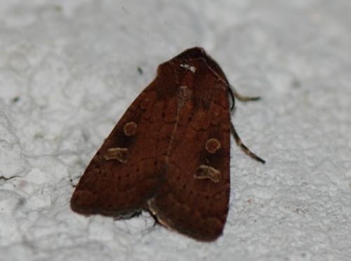 Réf. 110 948 : Xestia xanthographa
