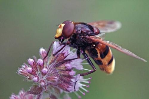 Réf. 110 542 : Volucella zonaria